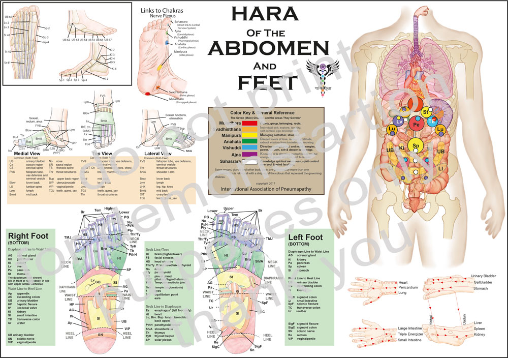 wall poster of the hara of abdomen and feet